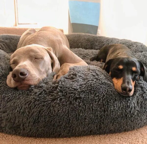 Calming Deep Sleep Pet Bed - Image 2